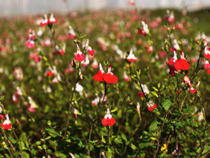 Vivers Càrex - Salvia microphylla 'Hot Lips'